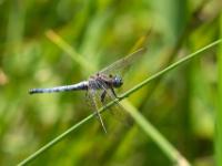 Kleiner Blaupfeil Libelle Männchen